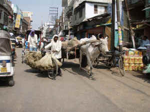 Ulice v Indii.JPG (80396 bytes)