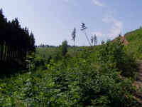 P7100099.JPG (37295 bytes)